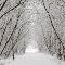 Winter tunel of trees