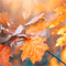 Maple Leafs