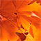 Red Maple Leafs