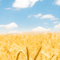 Wheat Field