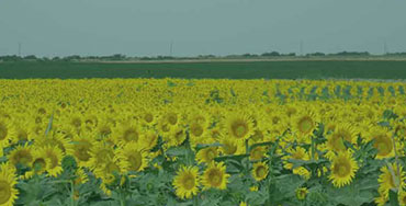 Local Experts - Sunflowers